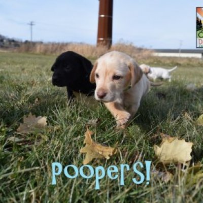 Poopers