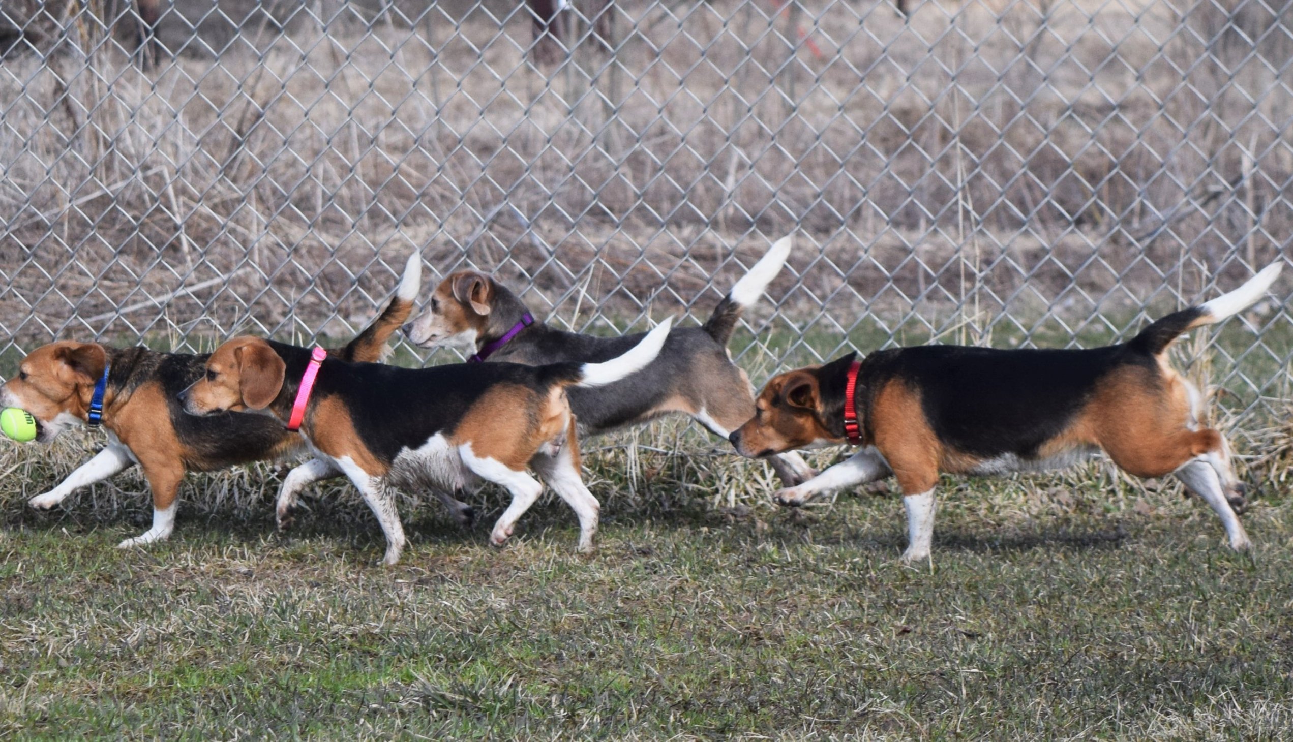 beagles