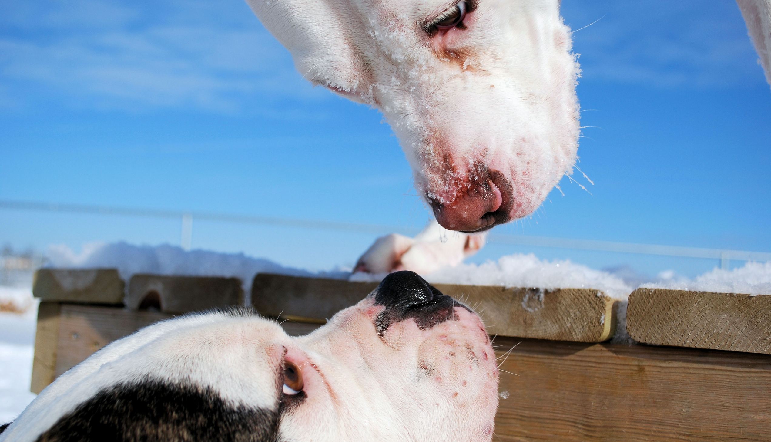 2 big dogs